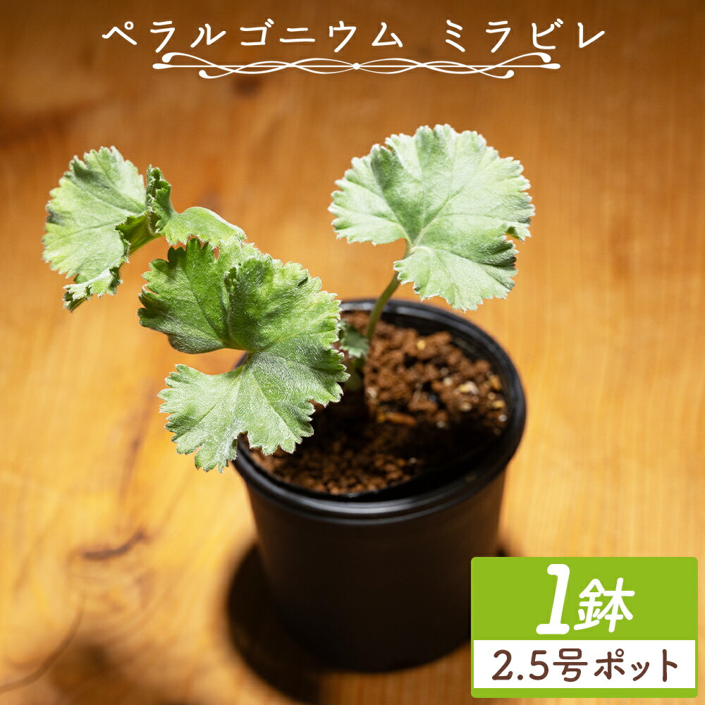 【ふるさと納税】ペラルゴニウム ミラビレ 1鉢（2.5号ポット） - 植物 実生苗 インテリア ナチュラル 自然 グリーン 観葉植物 おしゃれ 癒し かわいい 多肉植物 塊根植物 サキュレントフィールド Succulent field 高知県 香南市 【常温】 cc-0013