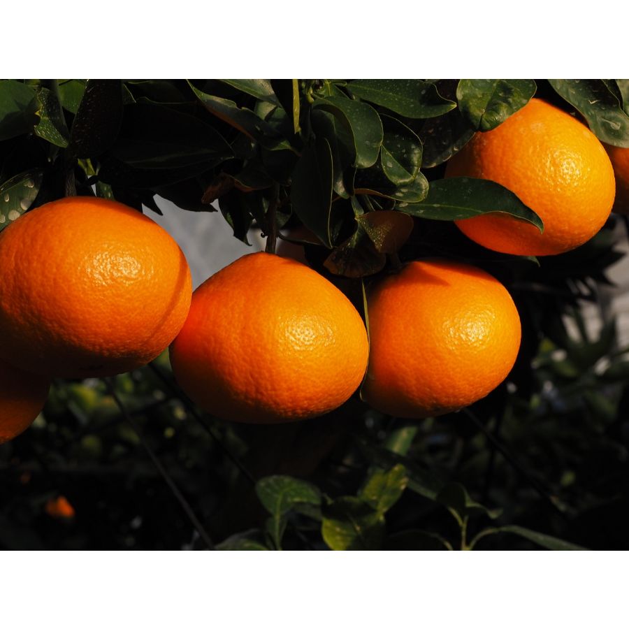 愛媛県産「紅まどんな」赤秀　2L～4Lサイズ8～12個