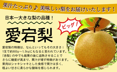 【先行予約】 産地直送 愛宕梨 約1.4kg(2玉前後) 水車の里フルーツトピア 期間限定 岡山県矢掛町産 なし 果物 スイーツ フルーツ デザート《12月上旬-2月上旬頃出荷》 梨