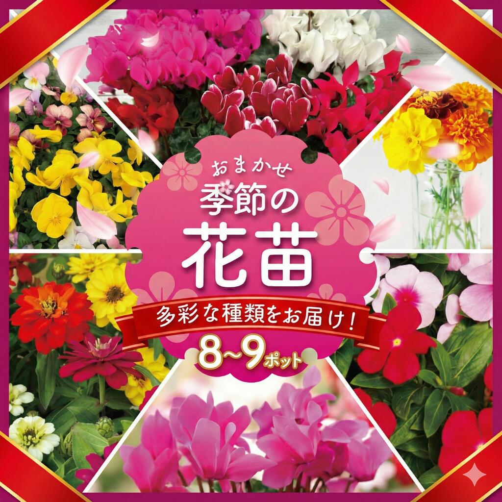 【ふるさと納税】 季節 の 花苗 おまかせ 8～9 ポット 生産農場 直送 寄せ植え ガーデニング 緑 花 はな hana ベゴニアダブレット 多粒まき マリーゴールド サンビタリア ミックスポット カリブラコア ビオラDJ ガーデンシクラメン 苗 植物 季節花 渡辺花園 神奈川 湘南 藤沢