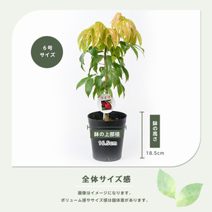 【観葉植物】ライチ苗 6号ポット 3～4年生苗木 前園植物園 IB002-011 観葉植物 観葉植物 ※北海道・沖縄・離島配送不可
