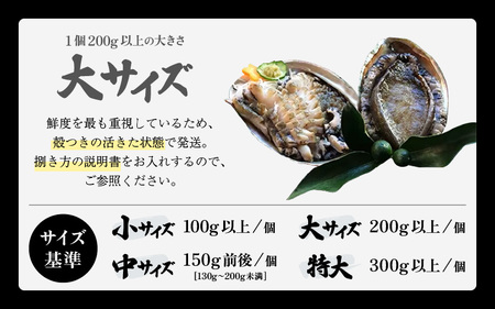 日本海若狭湾の 天然 活黒アワビ 計1kg (3～5個) 大サイズ 鮮度抜群 刺身 お造り バター焼き BBQ あわび アワビ 鮑 クロアワビ 黒あわび【2024年8月31日まで発送】[m17-j00