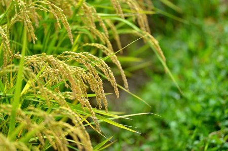 【令和6年産】おやじの米 JAS有機栽培米 コシヒカリ 白米 5kg 山形県鶴岡産 鈴木農産企画