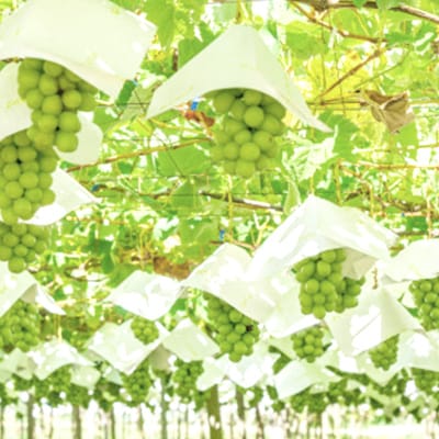 【訳あり】山梨市産シャインマスカット2～3房(1kg以上)【配送不可地域：離島】