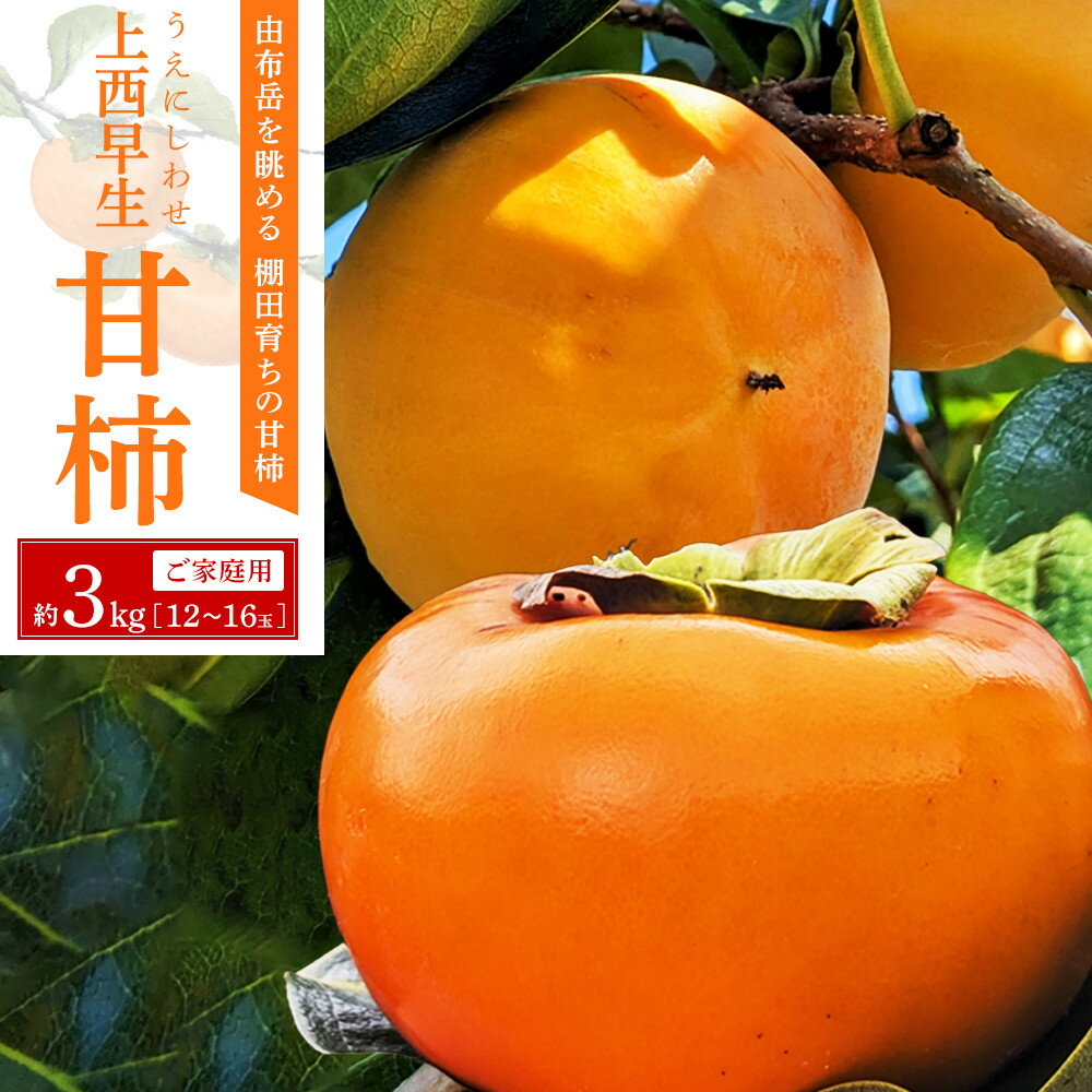 【ふるさと納税】＼ご家庭用／由布岳を眺める棚田育ちの甘柿『上西早生』 約3kg（12～16玉）【先行予約／数量限定】 | 柿 かき 果物 フルーツ 極上 数量限定 期間限定 お取り寄せ 取り寄せ おすすめ 人気 由布院 湯布院 ゆふいん