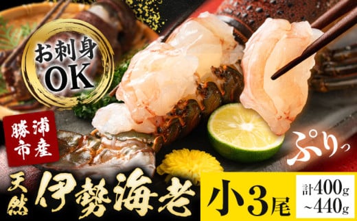 天然伊勢海老 千葉県勝浦産 生冷活〆 小サイズ 3尾入 おためし 【刺身OK】 贈答 株式会社串浜水産《90日以内に出荷予定(土日祝除く)》千葉県 勝浦市 伊勢海老 海老 えび【配送不可地域あり】（離島）【1499572】