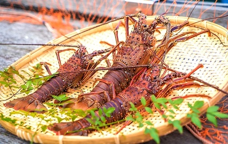 10月中旬以降発送 天然 冷凍伊勢海老１kg（サイズおまかせ）エビ 甲殻類 海鮮BBQ アウトドア キャンプ お祝いえび 伊勢えび イセエビ 刺身 お刺身 鍋 お味噌汁 冷凍配送 海鮮 魚介類 海の幸【R01672】