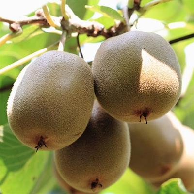 ふるさと納税 海南市 和歌山の下津で採れたキウイフルーツ約3.6kg(玉数おまかせ・秀品)(海南市) |  | 01