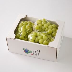 【訳あり】朝採り新鮮!人気ぶどう瀬戸ジャイアンツ2kg【配送不可地域：離島】【1647783】