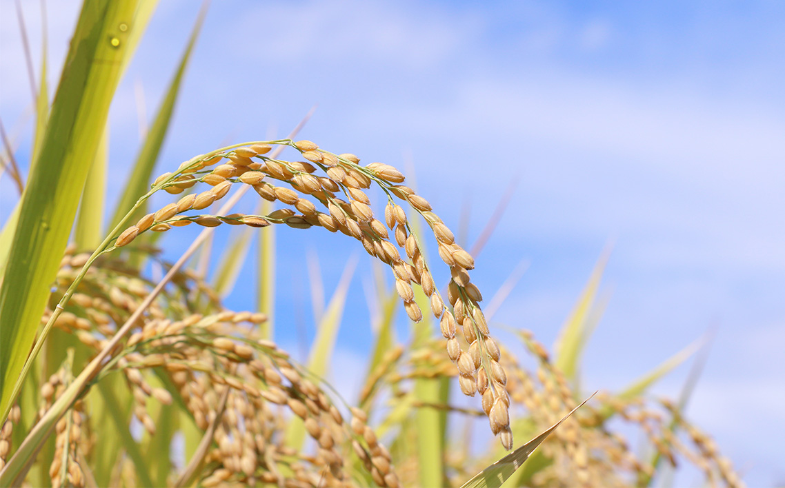 No.092 【令和7年度産】松島産ササニシキ5kg×2袋