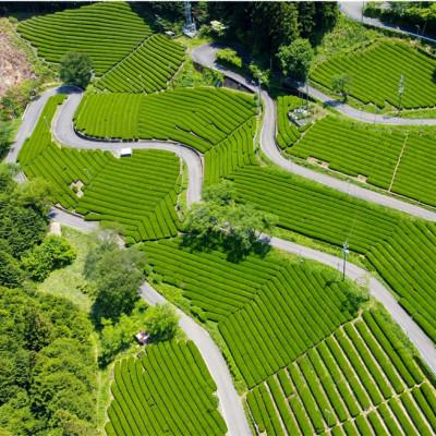 ふるさと納税 津野町 銘茶の里　四万十川源流茶〈上級煎茶〉ティーバッグ(2g×20P)×3個 |  | 01