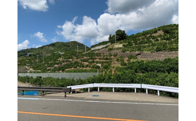 【数量限定】有田みかん青秀　約5kg（SもしくはМサイズ）※サイズ指定不可 CC09_イメージ3