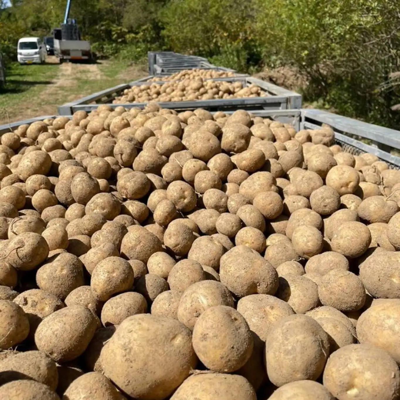 【先行予約】幻のじゃがいも インカのめざめ 約8kg 北海道壮瞥町産 8月下旬頃よりお届け  SBTO002