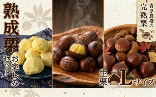 【先行受付】 栗 生栗 生むき栗 焼き栗 セット 令和8年産 完熟 栗 くり クリ 栗ごはん 栗スイーツ 2026年度産 国産 味覚 生ぐり なまぐり 生むきぐり やきぐり 和栗 わぐり 先行受付 秋の味覚 マロン 生くり 甘栗 焼き栗 ゆでぐり 料理 和菓子 炊き込みご飯 ごはん 栗きんとん 数量限定 贈答 ギフト 数量限定 旬 秋 冬 正月 おせち 茨城県 筑西市 関東