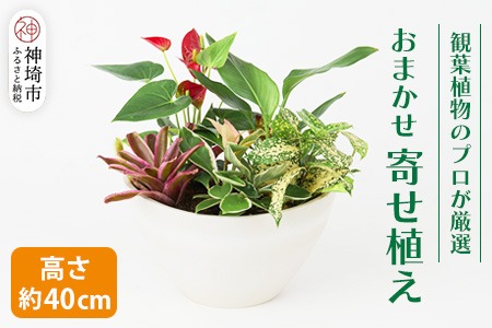 オリジナルアレンジ観葉植物　Mサイズ【寄せ植え インテリア リビング 室内 グリーン 植物 癒し リフレッシュ】 (H086110)
