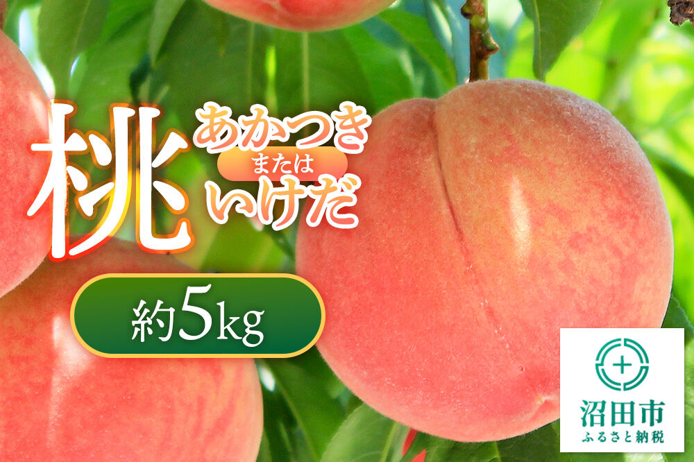 《7月下旬～8月中旬にお届け》 桃「あかつき」または「いけだ」約5kg フルーツ王国松井 [夏の味覚 夏の果物 夏のフルーツ 桃 もも モモ momo 旬物 ぴーち ピーチ peach お任せ おまかせ セット]