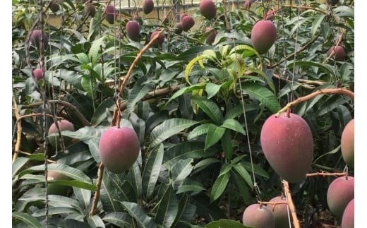 【先行受付】＜2026年発送＞いらぶ島マンゴー園　宮古島産“完熟アーウィンマンゴー”《家庭用》2kg（HR05）