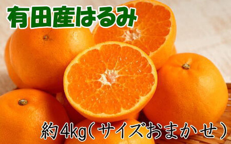 【厳選・濃厚】紀州有田産のはるみ約4kg(2L～3Lサイズおまかせ) ※2025年1月下旬～2月中旬頃に順次発送（お届け日指定不可）【tec820】
