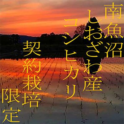ふるさと納税 南魚沼市 【発送月固定定期便】生産者限定 契約栽培 南魚沼しおざわ産コシヒカリ 精米20Kg全6回 |  | 03