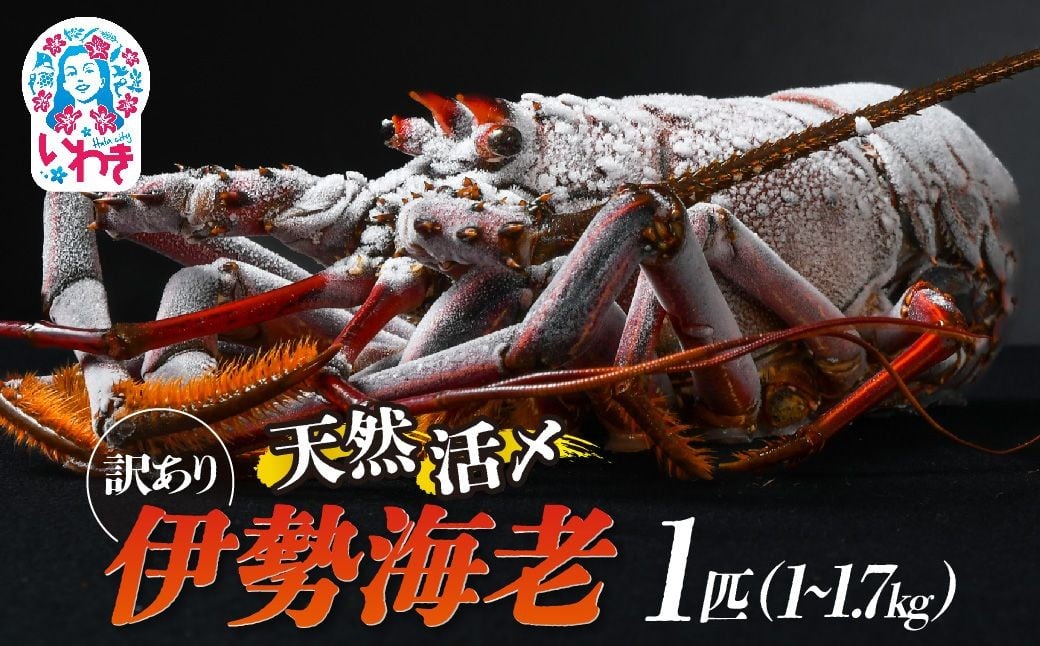 
            【訳アリ】特大 天然活き〆 福えび 1匹 選べる大きさ（1kg〜1.4kg / 1.5kg~1.7kg） | 急速 冷凍 海鮮 魚介類 お正月 お祝い いせえび イセエビ 福島県 いわき市 ふるさと納税 | MF002-oya
          