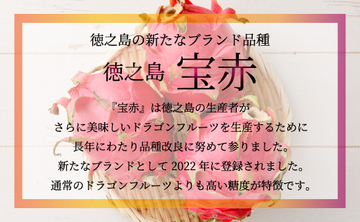 貞岡農園 プレミアム ドラゴンフルーツ 赤玉 2.5～3kg ( 4玉～6玉 ) 天城町産 徳之島宝赤 トロピカルフルーツ フルーツ 果物 果実 ピタヤ