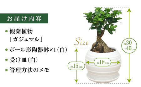 観葉植物 ガジュマル 多幸の木 ボール形 陶器 鉢 （白） / 観葉 植物 インテリア おしゃれ プレゼント / 大村市 /琴花園[ACYK008]