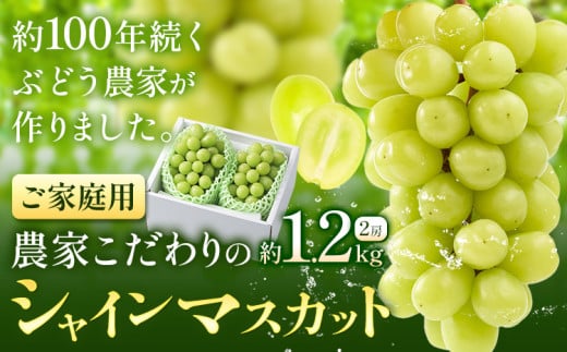 【2026年先行予約】シャインマスカット ご家庭用 農家こだわりの シャインマスカット 2房  約1.2kg 《2026年9月中旬-10月下旬頃出荷(土日祝除く)》 Nini farm マスカット 送料無料 岡山県 浅口市 フルーツ 果物 贈り物 国産 岡山県産 くだもの 果物 青果物