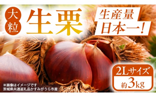 
                  無燻蒸 生栗 2L サイズ 約 3kg 産地直送 久保田果樹園 茨城 栗 くり 季節 秋 旬 直送 [DH021sa]
                
