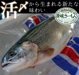 オリーブサーモン １尾（半身カット）【予約受付中！令和6年4月頃から限定出荷分】【B-512】
