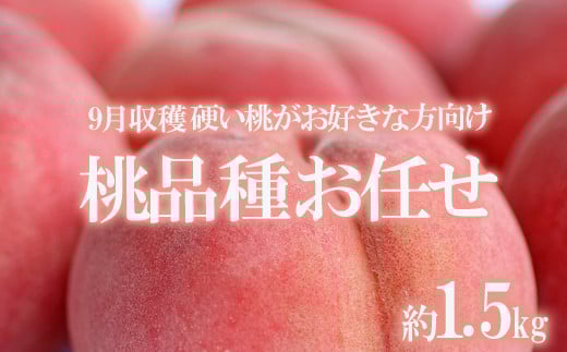 No.1906たかはし果樹園の桃　9月収穫 福島市産 白桃 品種 おまかせ (川中島白桃、ゆうぞら、さくら白桃、幸茜、まるみ白桃) 1.5kg【2025年発送　先行予約】
