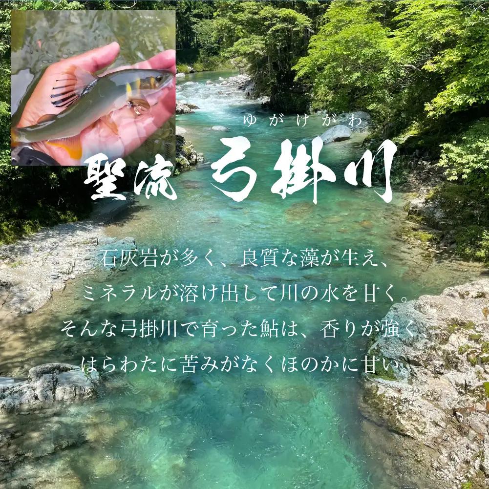 （2026年8月上旬頃から発送）幻の弓掛鮎 6尾セット【冷凍パック】【107-1】