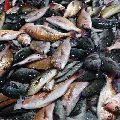 ふるさと納税 長崎市 長崎漁港発!旬の地魚鮮魚セット(小)