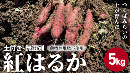 《 12/24までのご寄附で年内お届け 》 茨城県産 紅はるか 5kg 土付き 無選別 熟成 さつまいも 訳あり
