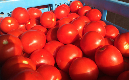完熟トマトお試しセットA（ケチャップ1個・無塩缶3本）保存料 無添加 国産 北海道産 ヘルシーDo認定 ESSEふるさとグランプリ銀賞