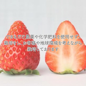 甘さ濃厚 ジューシーいちご２パック