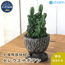 【ふるさと納税】セレウスサボテン 和風陶器鉢植え 鉢色おまかせ（1鉢） 群馬県 千代田町 インテリア ナチュラル かわいい 室内栽培 プレゼント ギフト 贈答用 送料無料 趣味 風水 緑 ライフスタイル 人気 オススメ 初心者 玄関 リビング キッチン 株式会社チャーム