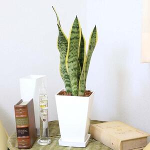 【観葉植物】サンスベリア 5号 スクエアプラスチック鉢 土の表面:ウッドチップ｜観葉植物 インテリア 部屋 おしゃれ 福岡県筑前町 送料無料