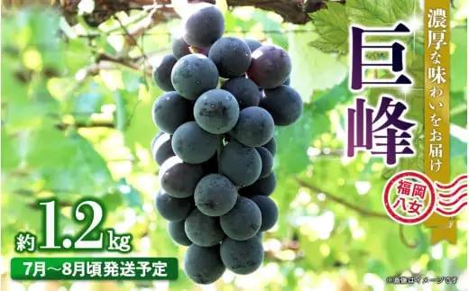 【先行受付】【2026年7月～8月発送予定】九州・福岡フルーツ王国八女から直送！巨峰［ぶどう］４パック（約1.2kg）＜配送不可：北海道・沖縄・離島＞ 巨峰 ブドウ フルーツ デザート 旬 果物 直送