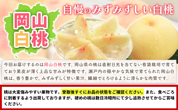 【2026年先行予約】桃 もも 岡山白桃 5〜7玉 約1.5kg 夢白桃もしくは白麗 岡山県産 環山堂株式会社《2026年7月下旬-8月上旬頃出荷》岡山県 浅口市 白桃 果物 フルーツ 送料無料【配送