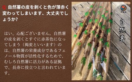 自然薯 約1kg~1.2kg 山芋 とろろ 山芋 とろろ 千葉県銚子市 弥兵衛