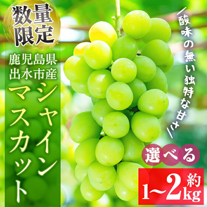 【ふるさと納税】≪数量・期間限定≫〈容量が選べる！〉シャインマスカット (計約1kg／計約1.5kg／計約2kg) 国産 鹿児島 出水市 ぶどう ブドウ 果物 くだもの フルーツ シャインマスカット 葡萄 旬 種なし 旬 歯ごたえ 冷蔵 【山門ぶどう園】