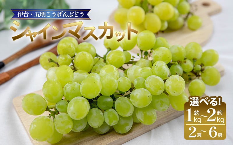 
            シャインマスカット 約1kgから約2kg | シャインマスカット ぶどう ブドウ フルーツ 果物 くだもの 冷蔵 期間限定 伊台五明こうげんぶどう 愛媛県 松山市 ベジろう 送料無料
          