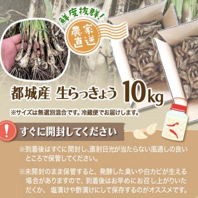 ふるさと納税 都城市 【先行受付】2026年5月下旬以降発送 宮崎県都城市産 土付きらっきょう 10kg(都城市) |  | 03
