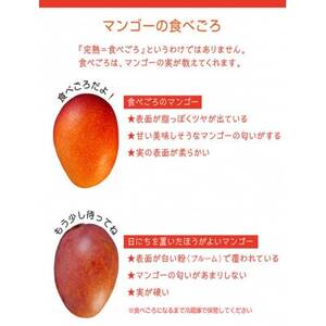 【先行予約/2024年発送】【樹上完熟】燦々マンゴー【訳あり品1.5Kg（3～6玉）】