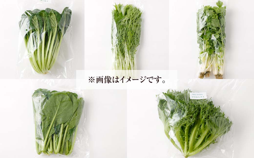 水耕 栽培 新鮮 葉物 野菜 Aセット