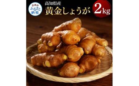 黄金しょうが 2kg 【高知県産】【しょうが】