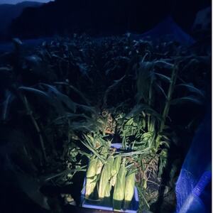 【めちゃあま】ホイップコーン【濃厚半生食感】2L(400g以上)を10～12本【配送不可地域：離島・北海道・沖縄県・中国・四国・九州】【1708603】