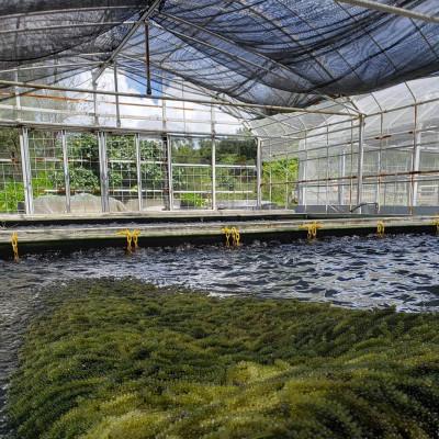 ふるさと納税 本部町 本部町の海ぶどう直売所直送!ビールや泡盛のお供にピッタリな海ぶどう1kg |  | 02