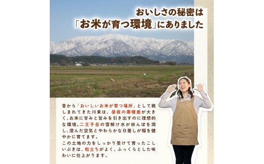 新潟 米 定期便 令和8年産 新潟産こしいぶき 10㎏×8か月 新潟県 新潟産 新潟米 新発田産 新発田 お米 米 こしいぶき とんとん市場 せいだ 5kg 10kg 80kg 2袋 8か月 定期便 
