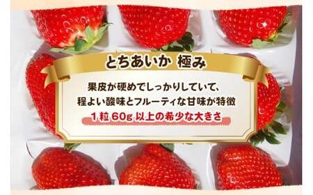 [数量限定] 完熟朝摘みとちあいか 極み 12粒《1月初旬～2月初旬に順次発送》｜いちご イチゴ 苺 フルーツ とちあいか 果物 産地直送 栃木県産 [0573]